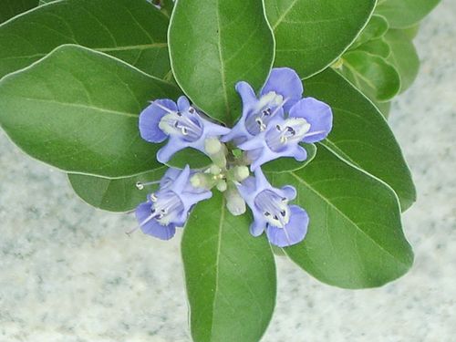 Vitex rotundifolia